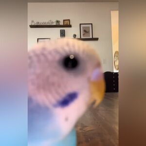 Meet your Posher, Onlyfor